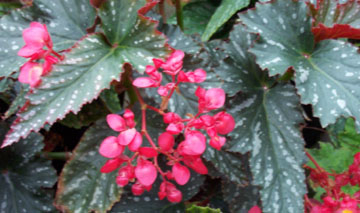 B. ‘Lady Slowey’